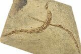 Plate of Fossil Pipefish (Syngnathus & Hipposyngnathus) #293919-1